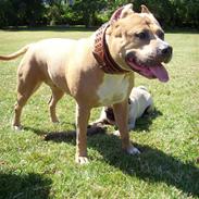 Amerikansk staffordshire terrier Malou