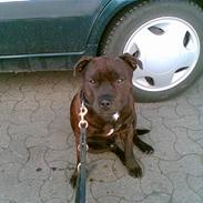 Staffordshire bull terrier smiley