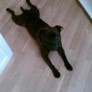 Staffordshire bull terrier smiley