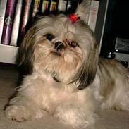 Shih tzu Coco