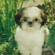 Shih tzu Coco