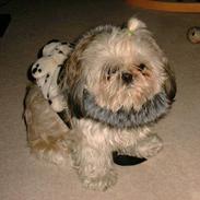 Shih tzu Coco