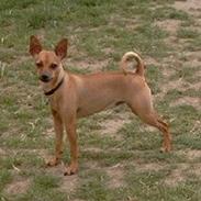 Dvaergpinscher Wicky