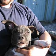 Amerikansk staffordshire terrier Dex Dexter