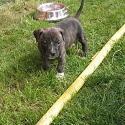 Amerikansk staffordshire terrier Dex Dexter