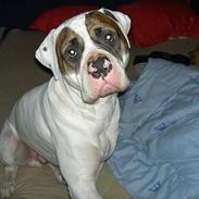 Amerikansk bulldog Micki