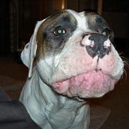 Amerikansk bulldog Micki
