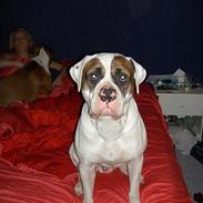 Amerikansk bulldog Micki