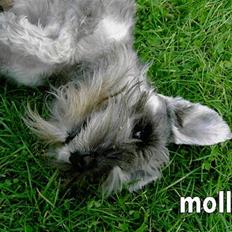 Dvaergschnauzer Molly