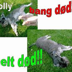Dvaergschnauzer Molly