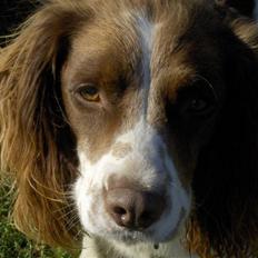 Field Trial spaniel Mickey 