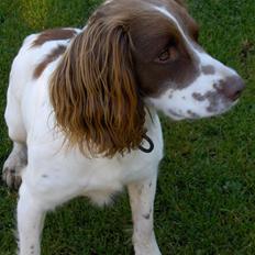 Field Trial spaniel Mickey 