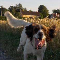 Field Trial spaniel Mickey 