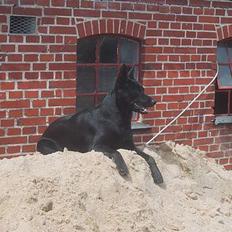 Australsk kelpie Whyalla´s Black Cita