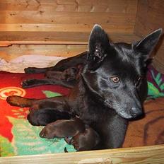 Australsk kelpie St. Torøje´s Kia