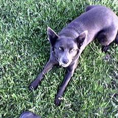 Australsk kelpie St. Torøje´s Kia