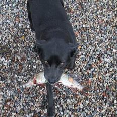 Australsk kelpie St. Torøje´s Kia