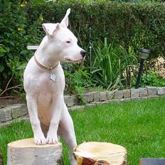 Amerikansk staffordshire terrier Sheba