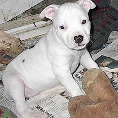 Amerikansk staffordshire terrier Sheba