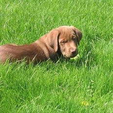 Labrador retriever Morgan