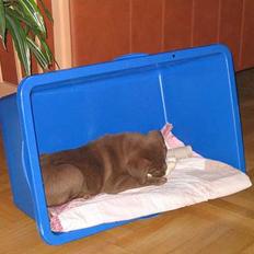 Labrador retriever Morgan