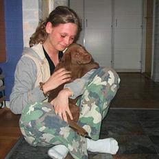 Labrador retriever Morgan