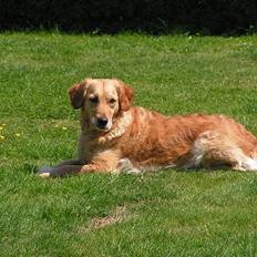 Golden retriever Bonnie