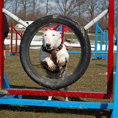 Bullterrier Diva *Himmelhund*