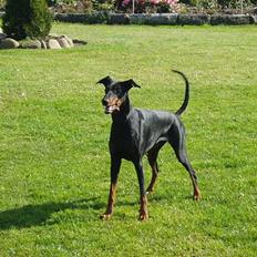 Dobermann Gabi