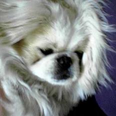 Pekingeser teddi