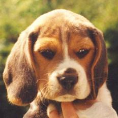 Beagle Basil