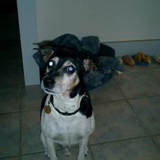 Dansk svensk gaardhund Snubbi R.I.P