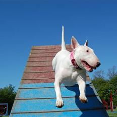 Bullterrier Diva *Himmelhund*