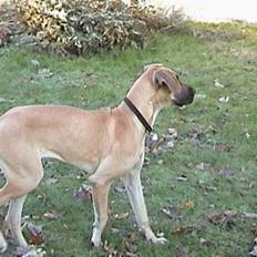 Grand danois Great Dane's Tinka