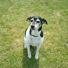 Dansk svensk gaardhund Snubbi R.I.P