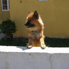 Eurasier Iza