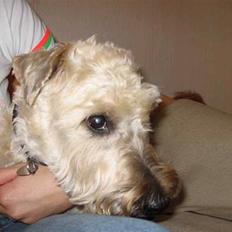 Irish softcoated wheaten terrier Fiddik *DØD*