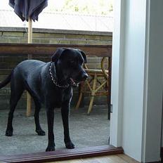 Labrador retriever Merle