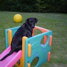 Labrador retriever Merle
