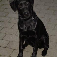 Labrador retriever Merle