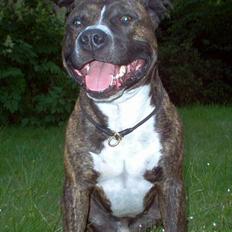 Amerikansk staffordshire terrier Dingo