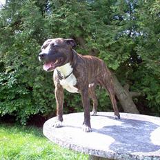 Amerikansk staffordshire terrier Dingo