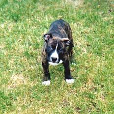 Amerikansk staffordshire terrier Dingo