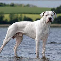 Dogo argentino cano