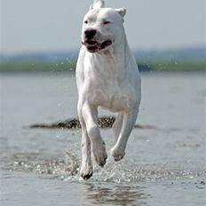 Dogo argentino cano