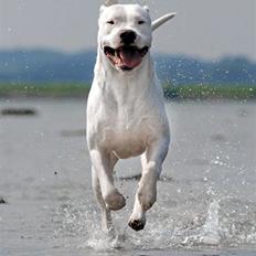 Dogo argentino cano