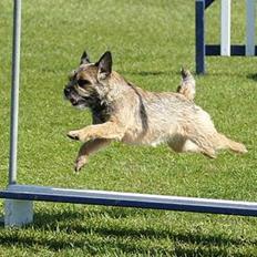 Border terrier Berta