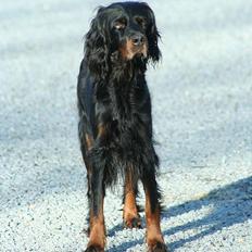 Gordon setter Meggie