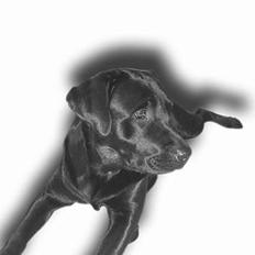 Labrador retriever Lau