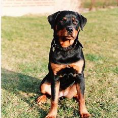 Rottweiler Ducas Sika